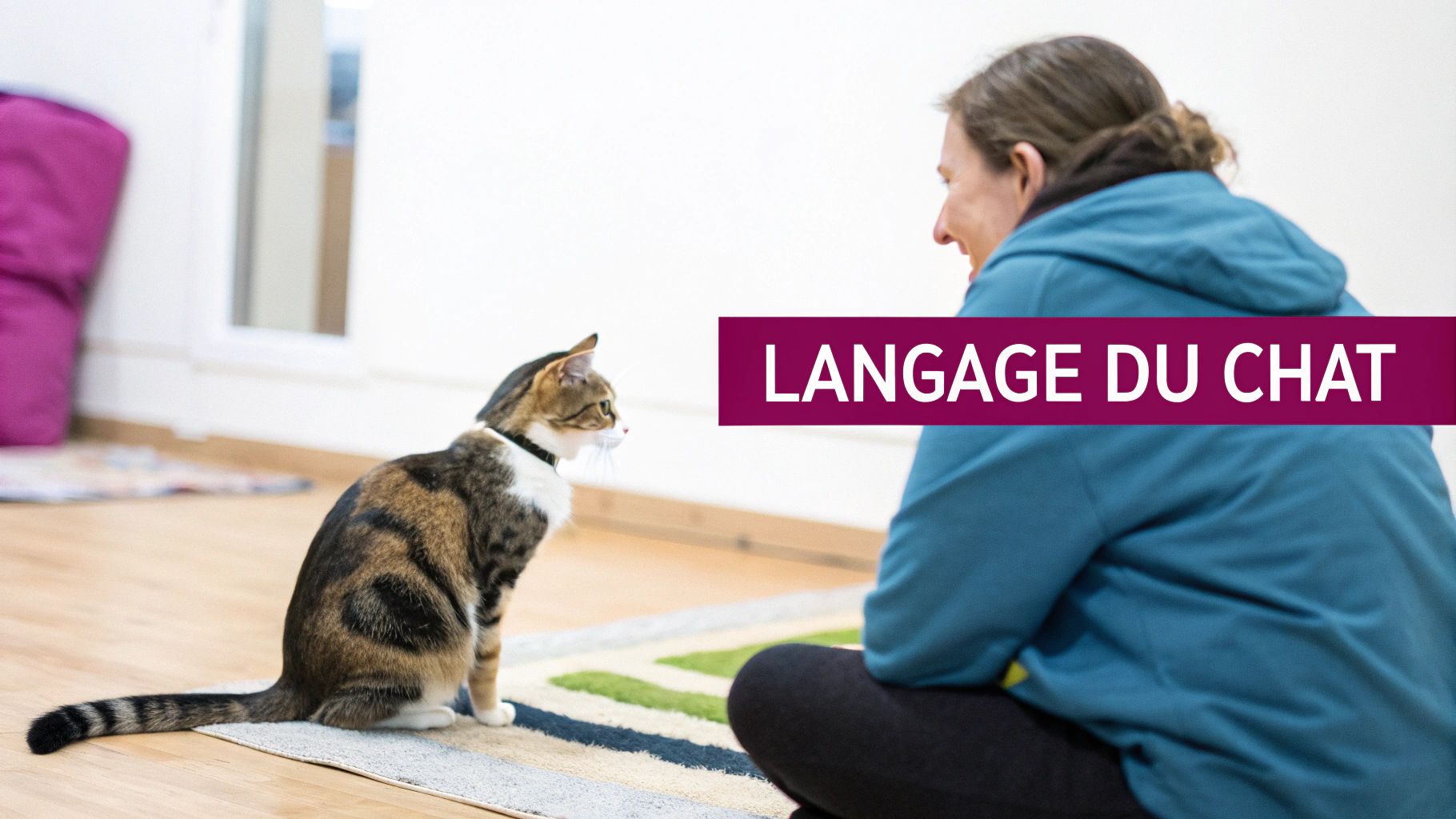 Une personne donnant une friandise à un chat en récompense