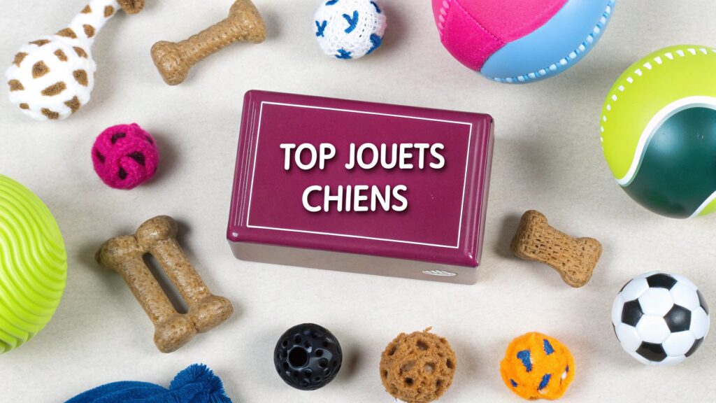 Guide 2025 : trouver les meilleurs jouets pour chien